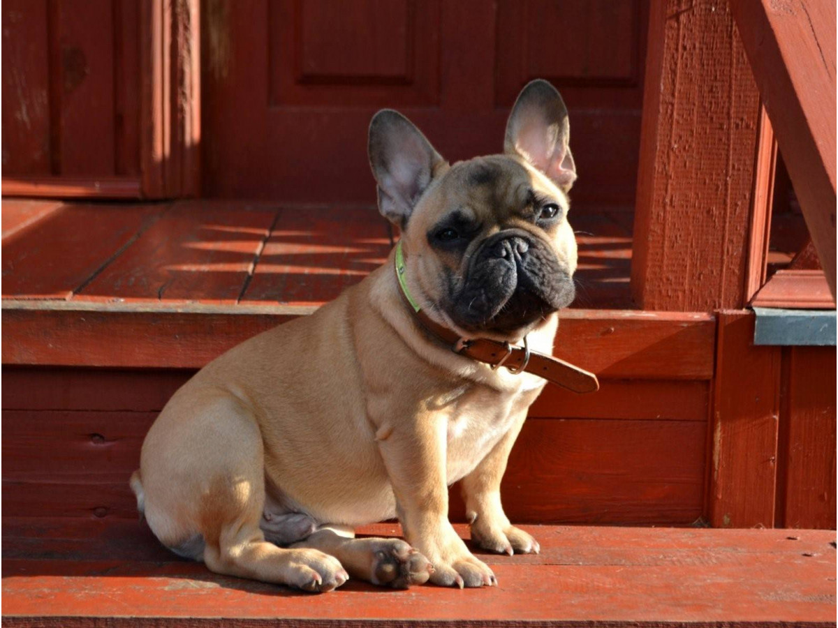Golden Charms: The Enigmatic Allure of the Fawn French Bulldog